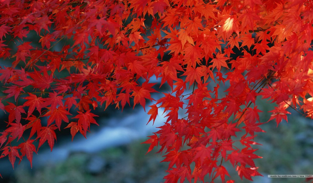 壁纸1024x600深秋即景 秋天风景壁纸 秋季风光壁纸 树木与红叶 Wallpaper of fall season Colors壁纸 深秋即景秋天风景壁纸壁纸 深秋即景秋天风景壁纸图片 深秋即景秋天风景壁纸素材 风景壁纸 风景图库 风景图片素材桌面壁纸