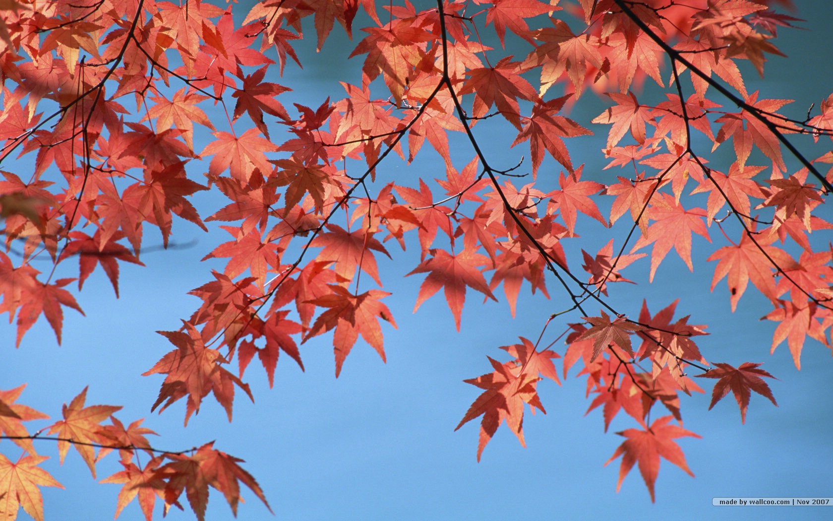 壁纸1680x1050深秋即景 秋天风景壁纸 秋季风光壁纸 树木与红叶 Stock Photos of fall season Colors壁纸 深秋即景秋天风景壁纸壁纸 深秋即景秋天风景壁纸图片 深秋即景秋天风景壁纸素材 风景壁纸 风景图库 风景图片素材桌面壁纸