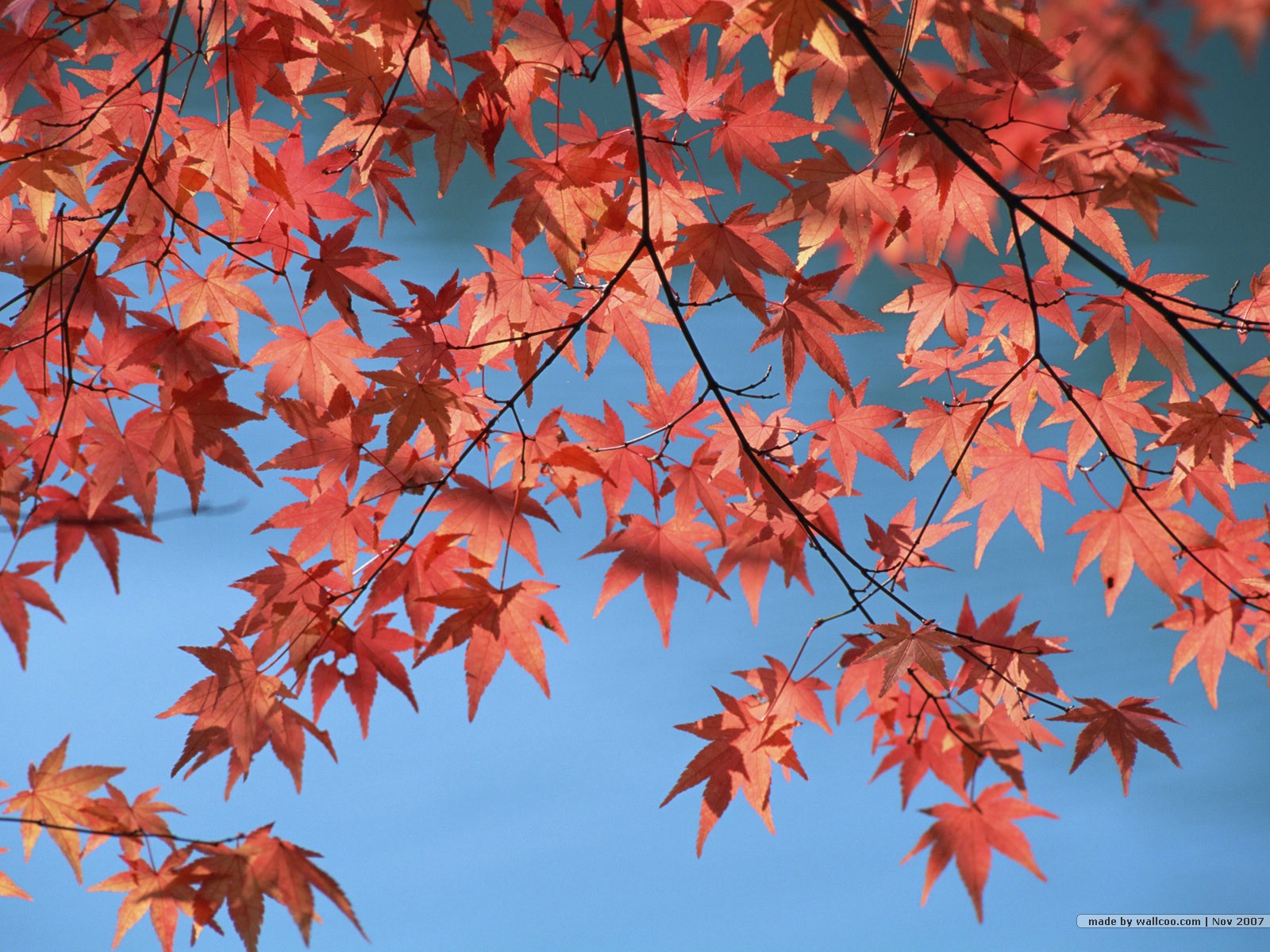 壁纸1600x1200深秋即景 秋天风景壁纸 秋季风光壁纸 树木与红叶 Stock Photos of fall season Colors壁纸 深秋即景秋天风景壁纸壁纸 深秋即景秋天风景壁纸图片 深秋即景秋天风景壁纸素材 风景壁纸 风景图库 风景图片素材桌面壁纸