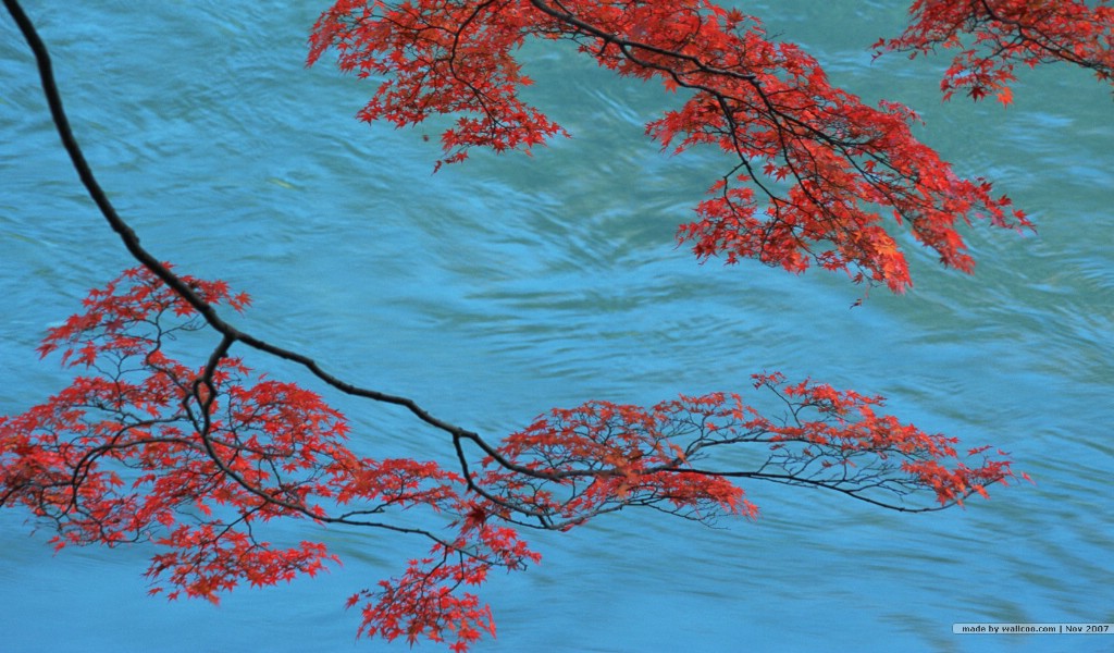 壁纸1024x600深秋即景 秋天风景壁纸 秋季风光壁纸 树木与红叶 Stock Photos of fall season Colors壁纸 深秋即景秋天风景壁纸壁纸 深秋即景秋天风景壁纸图片 深秋即景秋天风景壁纸素材 风景壁纸 风景图库 风景图片素材桌面壁纸