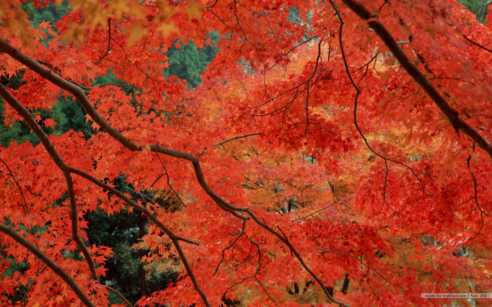 壁纸1680x1050深秋即景 秋天风景壁纸 秋季风景桌面 树木与红叶 Stock Photos of fall season Colors壁纸 深秋即景秋天风景壁纸壁纸 深秋即景秋天风景壁纸图片 深秋即景秋天风景壁纸素材 风景壁纸 风景图库 风景图片素材桌面壁纸