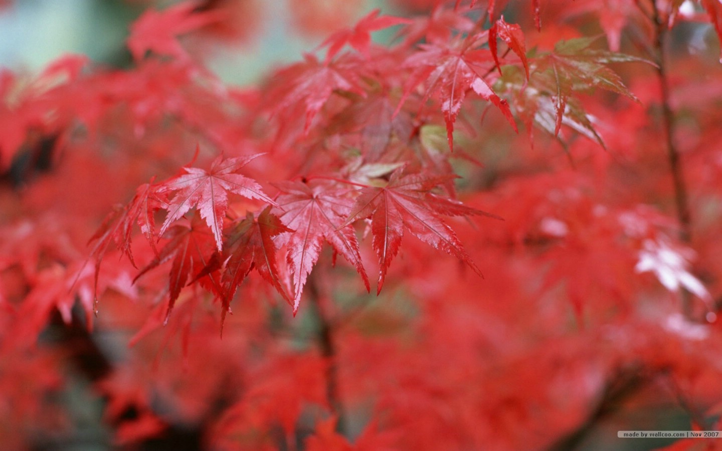 壁纸1440x900深秋即景 秋天风景壁纸 秋季风景桌面 树木与红叶 Stock Photos of fall season Colors壁纸 深秋即景秋天风景壁纸壁纸 深秋即景秋天风景壁纸图片 深秋即景秋天风景壁纸素材 风景壁纸 风景图库 风景图片素材桌面壁纸