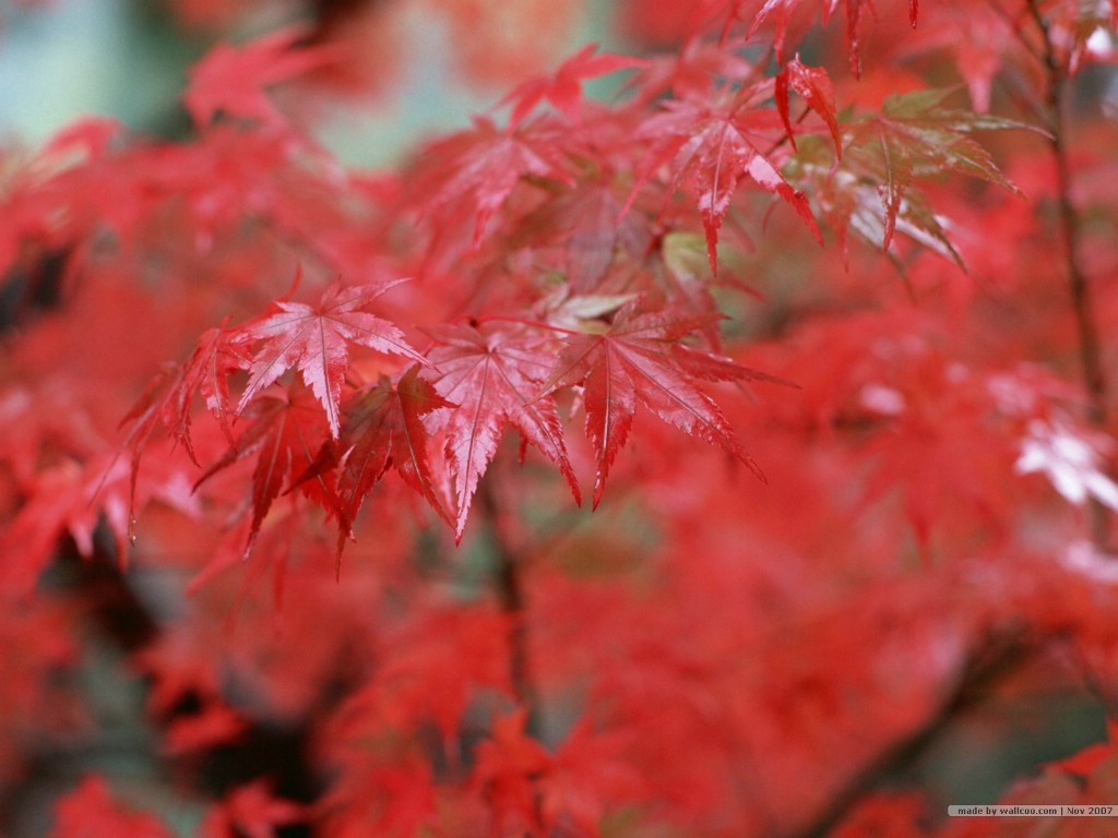 壁纸1024x768深秋即景 秋天风景壁纸 秋季风景桌面 树木与红叶 Stock Photos of fall season Colors壁纸 深秋即景秋天风景壁纸壁纸 深秋即景秋天风景壁纸图片 深秋即景秋天风景壁纸素材 风景壁纸 风景图库 风景图片素材桌面壁纸