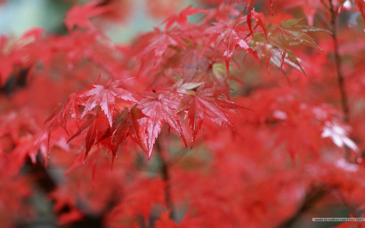 壁纸1280x800深秋即景 秋天风景壁纸 秋季风景桌面 树木与红叶 Stock Photos of fall season Colors壁纸 深秋即景秋天风景壁纸壁纸 深秋即景秋天风景壁纸图片 深秋即景秋天风景壁纸素材 风景壁纸 风景图库 风景图片素材桌面壁纸