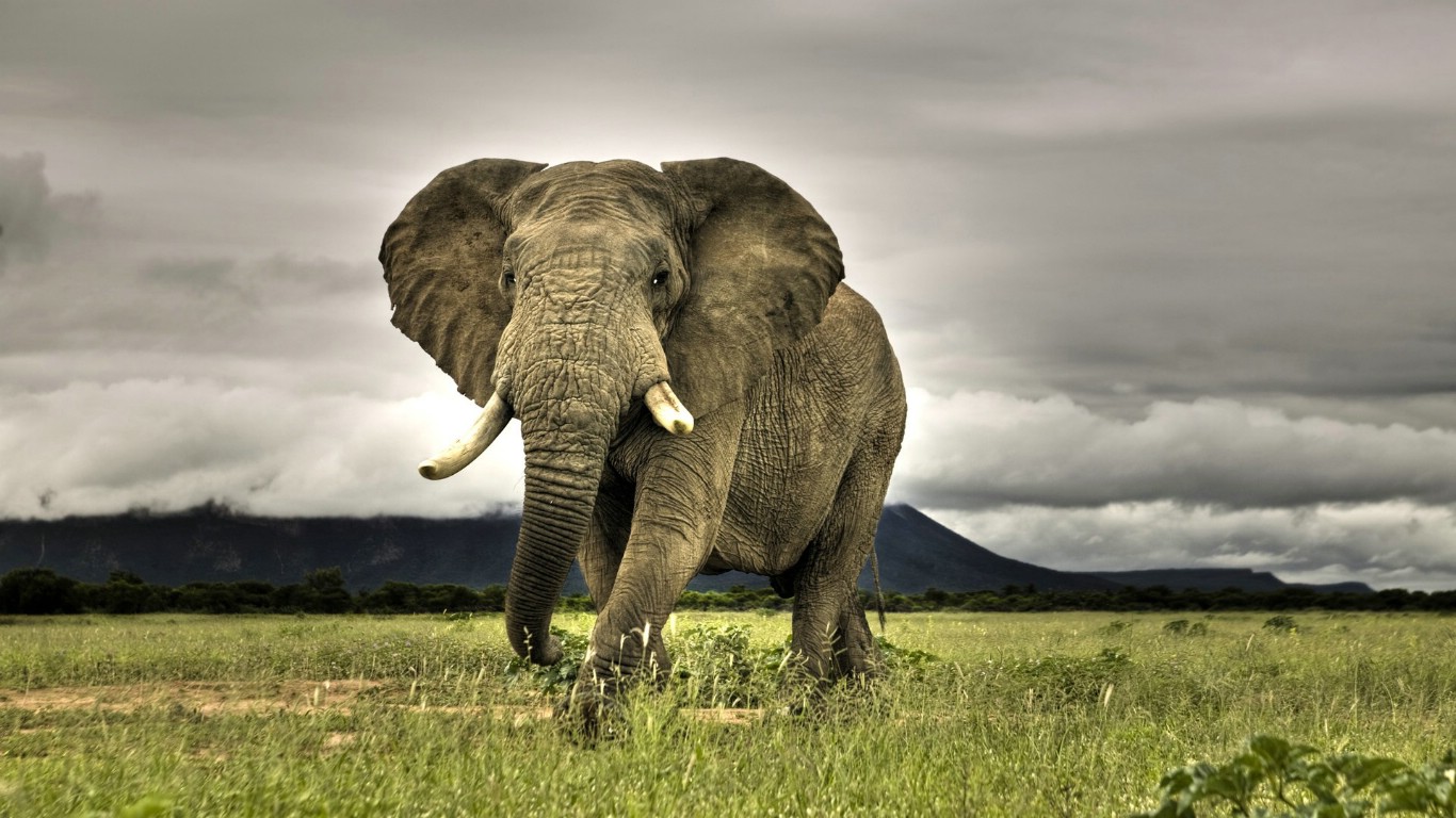 壁纸1366x768世界名胜之旅 美洲篇 南非 热带草原上的非洲大象图片 African Elephant Walking on Savanna Marakele National Park South Africa壁纸 世界名胜之旅美洲篇壁纸 世界名胜之旅美洲篇图片 世界名胜之旅美洲篇素材 风景壁纸 风景图库 风景图片素材桌面壁纸