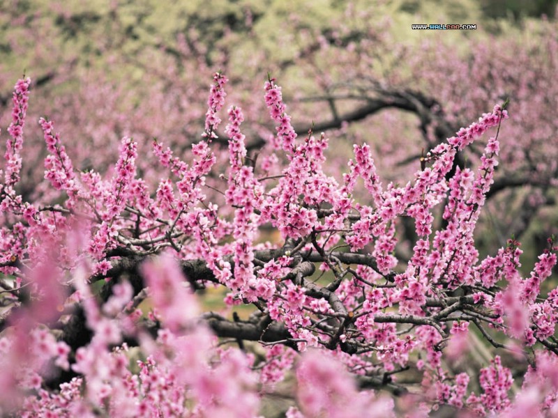 壁纸800x600四季特写壁纸 春意 春天 桃花图片壁纸 Desktop wallppaper of Spring Shot壁纸 四季特写壁纸春意壁纸 四季特写壁纸春意图片 四季特写壁纸春意素材 风景壁纸 风景图库 风景图片素材桌面壁纸