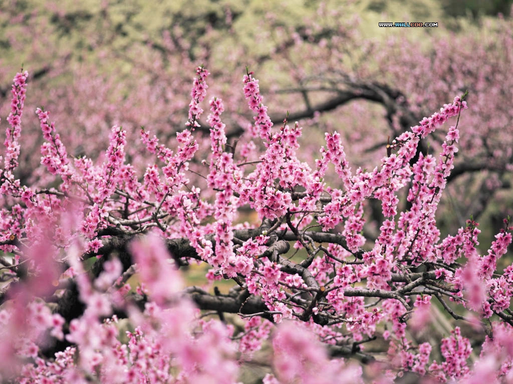 壁纸1024x768四季特写壁纸 春意 春天 桃花图片壁纸 Desktop wallppaper of Spring Shot壁纸 四季特写壁纸春意壁纸 四季特写壁纸春意图片 四季特写壁纸春意素材 风景壁纸 风景图库 风景图片素材桌面壁纸