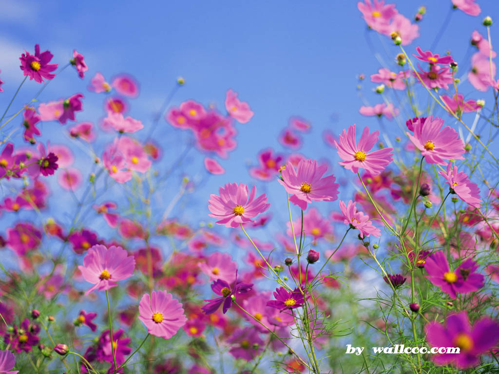 壁纸1024x768四季特写壁纸 深秋 秋天图片 花 秋樱Season Autumn desktop wallpaper壁纸 四季特写壁纸深秋壁纸 四季特写壁纸深秋图片 四季特写壁纸深秋素材 风景壁纸 风景图库 风景图片素材桌面壁纸