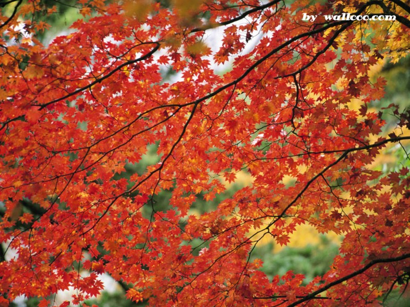 壁纸800x600四季特写壁纸 深秋 秋天图片 枫叶图片Season Autumn desktop wallpaper壁纸 四季特写壁纸深秋壁纸 四季特写壁纸深秋图片 四季特写壁纸深秋素材 风景壁纸 风景图库 风景图片素材桌面壁纸