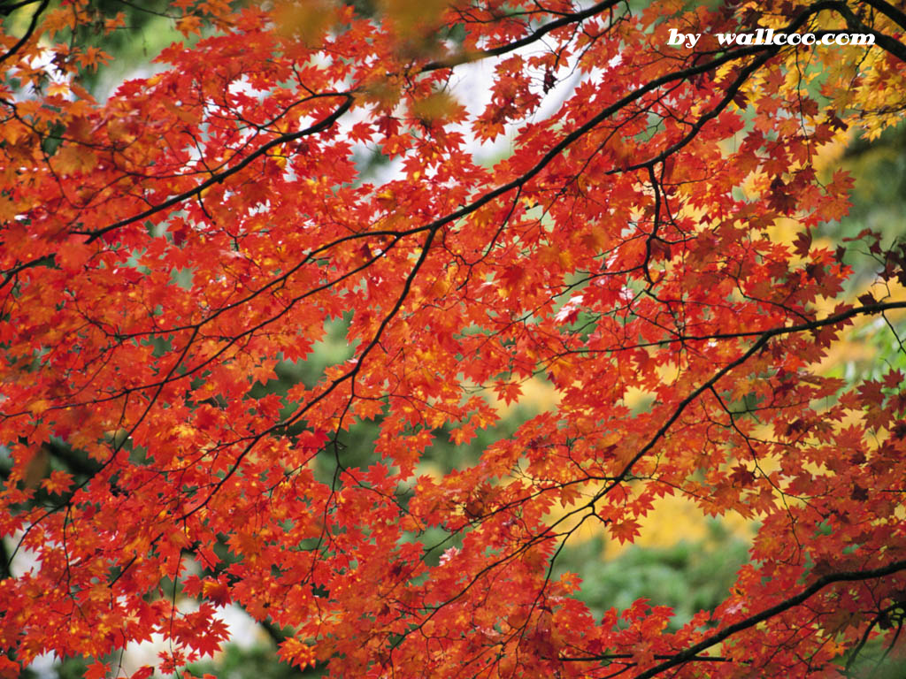 壁纸1024x768四季特写壁纸 深秋 秋天图片 枫叶图片Season Autumn desktop wallpaper壁纸 四季特写壁纸深秋壁纸 四季特写壁纸深秋图片 四季特写壁纸深秋素材 风景壁纸 风景图库 风景图片素材桌面壁纸