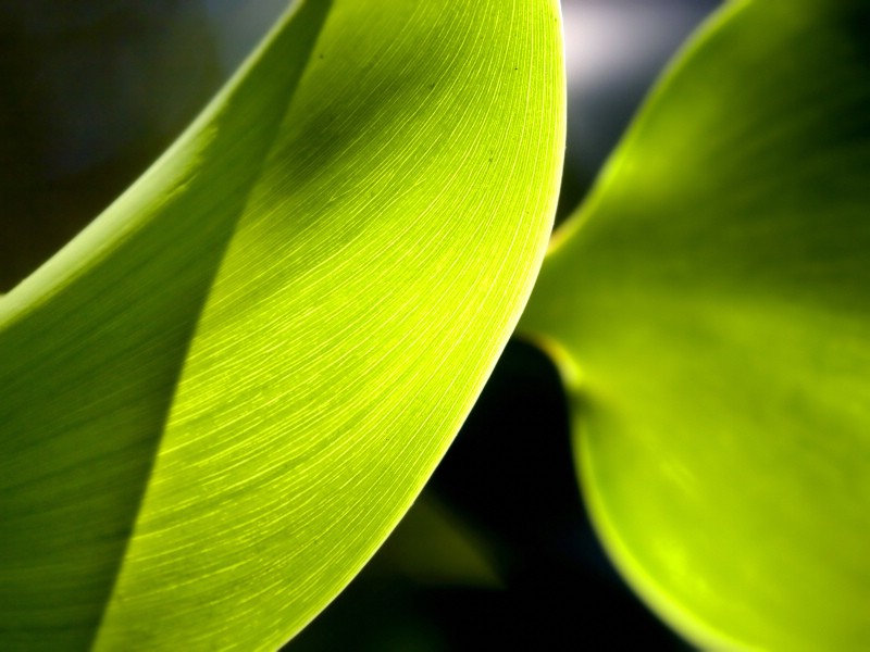 壁纸800x600 Vista 植物壁纸 Window Vista Plants wallpaper壁纸 Vista 高清晰植物壁纸(第十辑)壁纸 Vista 高清晰植物壁纸(第十辑)图片 Vista 高清晰植物壁纸(第十辑)素材 风景壁纸 风景图库 风景图片素材桌面壁纸