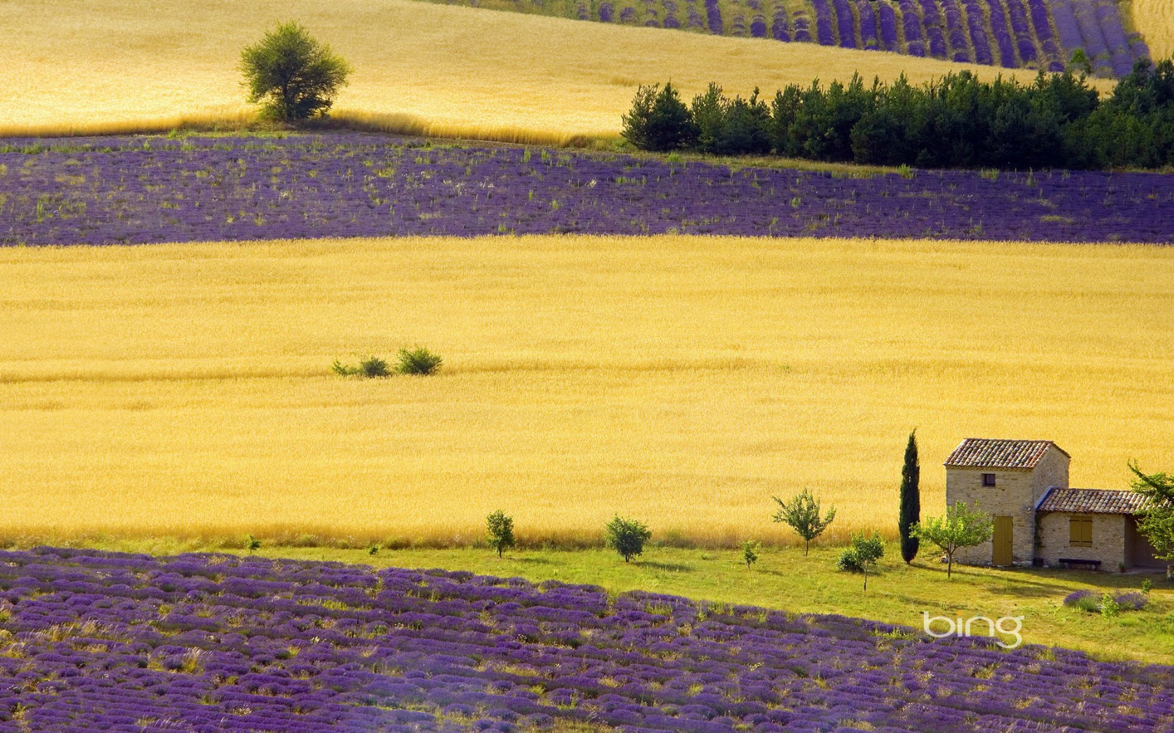 壁纸1680x1050微软必应壁纸 Bing s Best 高清壁纸 法国 普罗旺斯薰衣草田 Lavender fields near Sault Provence Alpes Cote dAzur France壁纸 微软Windows 7 主题-Bing 高清壁纸壁纸 微软Windows 7 主题-Bing 高清壁纸图片 微软Windows 7 主题-Bing 高清壁纸素材 风景壁纸 风景图库 风景图片素材桌面壁纸