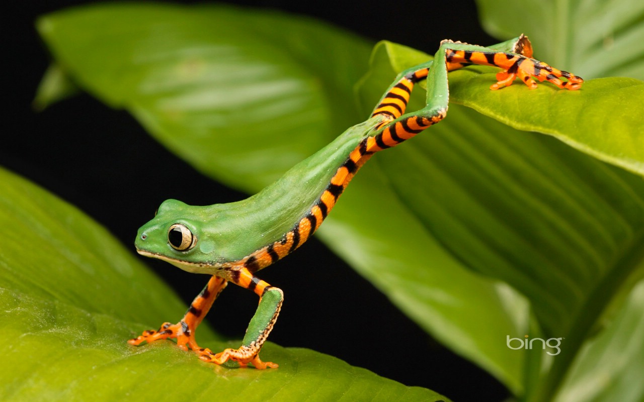 壁纸1280x800微软必应壁纸 Bing s Best 高清壁纸 日本 树蛙 lemur frog Tiger striped lemur frog stretching on a leaf壁纸 微软Windows 7 主题-Bing 高清壁纸壁纸 微软Windows 7 主题-Bing 高清壁纸图片 微软Windows 7 主题-Bing 高清壁纸素材 风景壁纸 风景图库 风景图片素材桌面壁纸