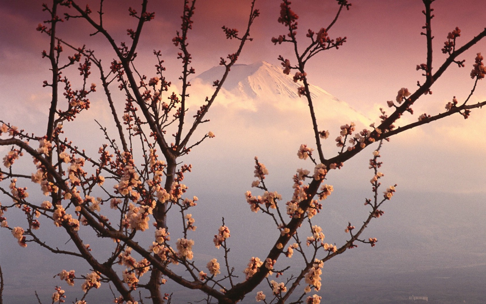 壁纸1680x1050Windows 7世界名胜高清壁纸 亚洲篇 日本 富士山与樱花 Mount Fuji and Cherry Blossoms Japan壁纸 Windows 7世界名胜高清壁纸亚洲篇壁纸 Windows 7世界名胜高清壁纸亚洲篇图片 Windows 7世界名胜高清壁纸亚洲篇素材 风景壁纸 风景图库 风景图片素材桌面壁纸