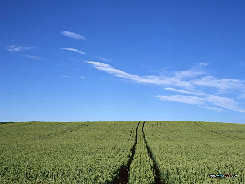 壁纸800x600 郊外田园图片壁纸 Desktop Wallpaper of Farm Landscape壁纸 小麦田园风光壁纸 小麦田园风光图片 小麦田园风光素材 风景壁纸 风景图库 风景图片素材桌面壁纸