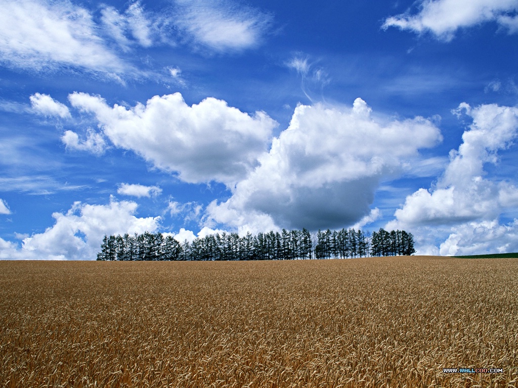 壁纸1024x768 小麦田园风景图片 Desktop Wallpaper of Farm Landscape壁纸 小麦田园风光壁纸 小麦田园风光图片 小麦田园风光素材 风景壁纸 风景图库 风景图片素材桌面壁纸