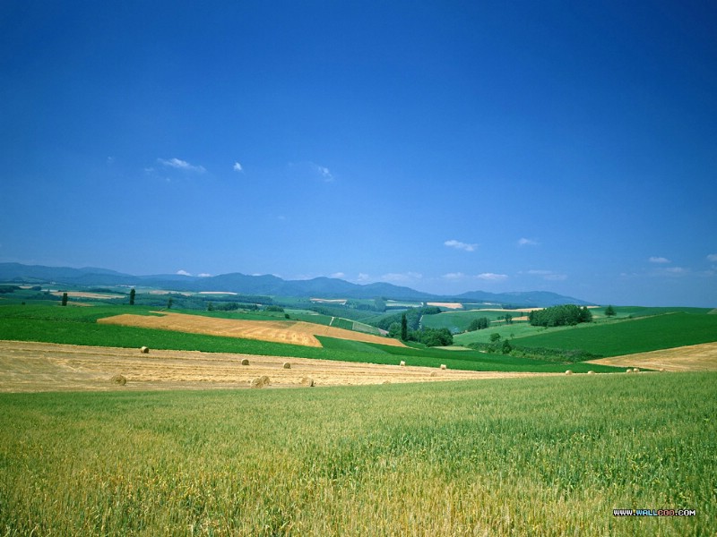 壁纸800x600 郊外田园图片壁纸 Desktop Wallpaper of Farm Landscape壁纸 小麦田园风光壁纸 小麦田园风光图片 小麦田园风光素材 风景壁纸 风景图库 风景图片素材桌面壁纸