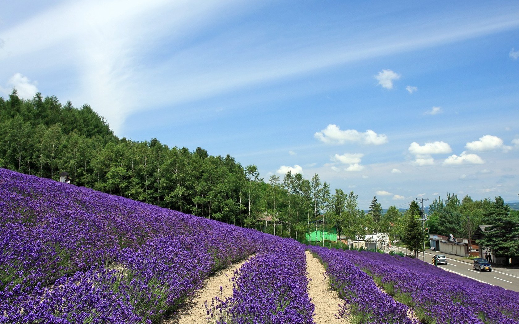 壁纸1680x1050夏日北海道 北海道郊外风景 湿地花园 薰衣草田风景图片壁纸 夏日北海道郊外风景壁纸 夏日北海道郊外风景图片 夏日北海道郊外风景素材 风景壁纸 风景图库 风景图片素材桌面壁纸