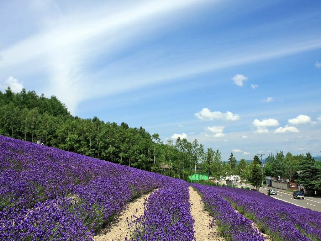 壁纸1024x768夏日北海道 北海道郊外风景 湿地花园 薰衣草田风景图片壁纸 夏日北海道郊外风景壁纸 夏日北海道郊外风景图片 夏日北海道郊外风景素材 风景壁纸 风景图库 风景图片素材桌面壁纸