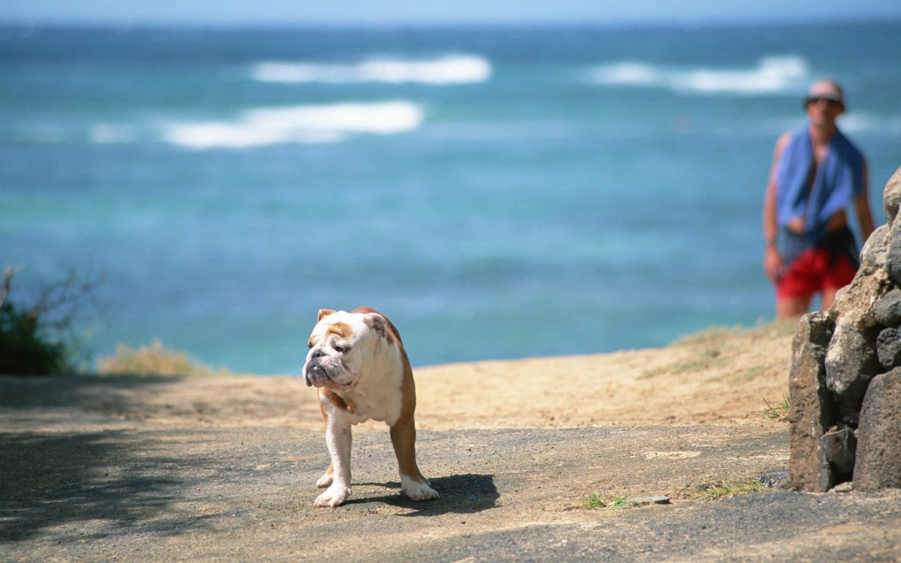 壁纸1280x800 夏日海滩的散步壁纸 夏日休闲与阳光海滩壁纸 夏日休闲与阳光海滩图片 夏日休闲与阳光海滩素材 风景壁纸 风景图库 风景图片素材桌面壁纸