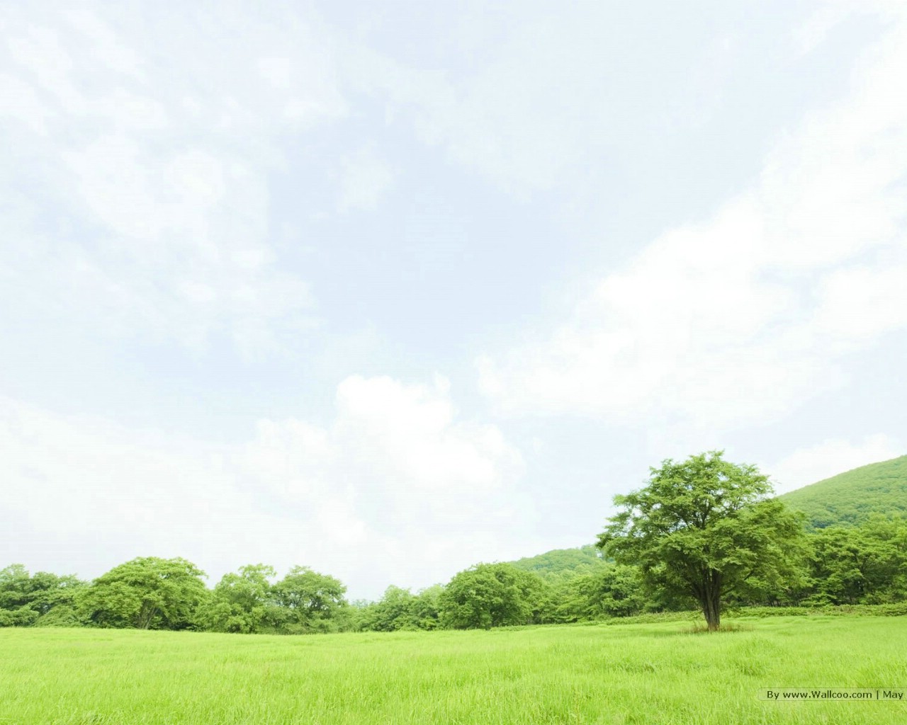 壁纸1280x1024 晴朗天空 草原树木图片 阳光草原风景壁纸 阳光草原风景壁纸壁纸 阳光草原风景壁纸图片 阳光草原风景壁纸素材 风景壁纸 风景图库 风景图片素材桌面壁纸