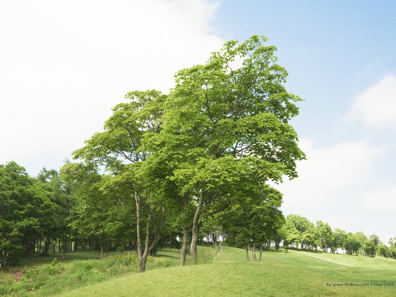 壁纸800x600 晴朗天空 草原树木图片 阳光草原风景壁纸 阳光草原风景壁纸壁纸 阳光草原风景壁纸图片 阳光草原风景壁纸素材 风景壁纸 风景图库 风景图片素材桌面壁纸