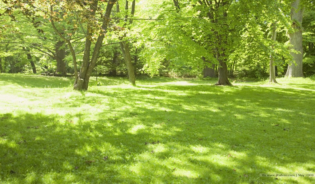 壁纸1024x600 夏天树木图片 原野草地树木图片 阳光草原风景壁纸 阳光草原风景壁纸壁纸 阳光草原风景壁纸图片 阳光草原风景壁纸素材 风景壁纸 风景图库 风景图片素材桌面壁纸