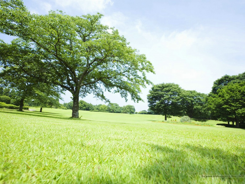 壁纸1024x768 晴朗天空 草原树木图片 阳光草原风景壁纸 阳光草原风景壁纸壁纸 阳光草原风景壁纸图片 阳光草原风景壁纸素材 风景壁纸 风景图库 风景图片素材桌面壁纸