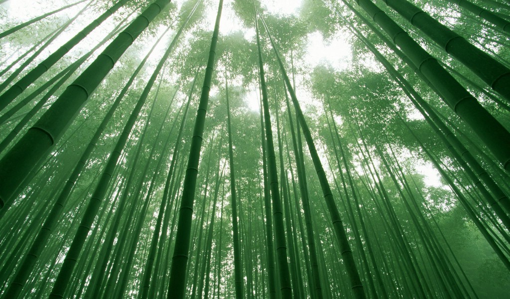 壁纸1024x600竹林深处 青葱世界 竹林图片壁纸 Desktop Wallpaper of bamboos pictures壁纸 竹林深处青葱世界壁纸 竹林深处青葱世界图片 竹林深处青葱世界素材 风景壁纸 风景图库 风景图片素材桌面壁纸