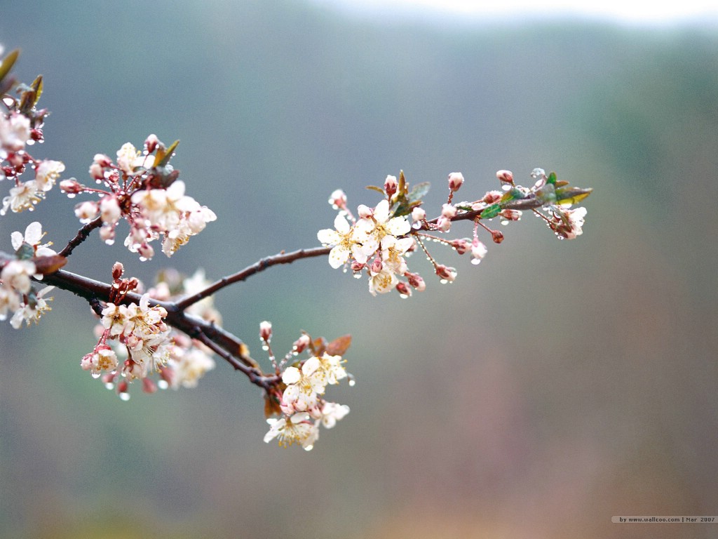 壁纸1024x768 二 春天花卉图片壁纸 Desktop Wallpaper of Spring Flowers壁纸 春暖花开壁纸 春暖花开图片 春暖花开素材 花卉壁纸 花卉图库 花卉图片素材桌面壁纸