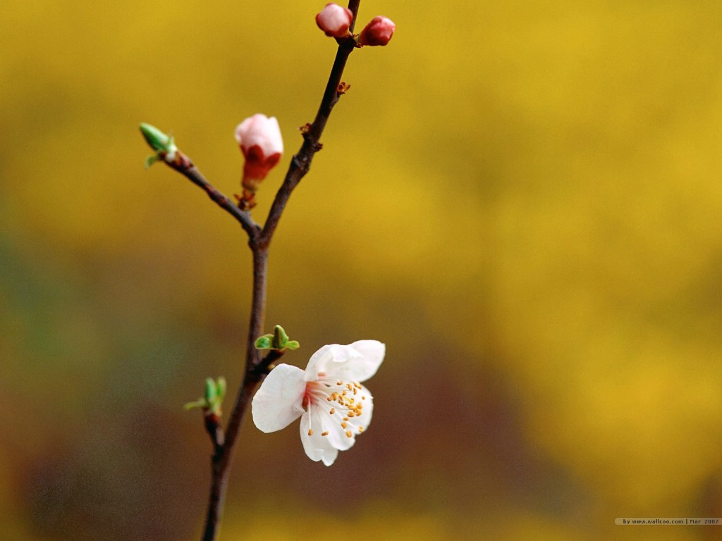 壁纸1024x768 二 春天花卉图片壁纸 Desktop Wallpaper of Spring Flowers壁纸 春暖花开壁纸 春暖花开图片 春暖花开素材 花卉壁纸 花卉图库 花卉图片素材桌面壁纸