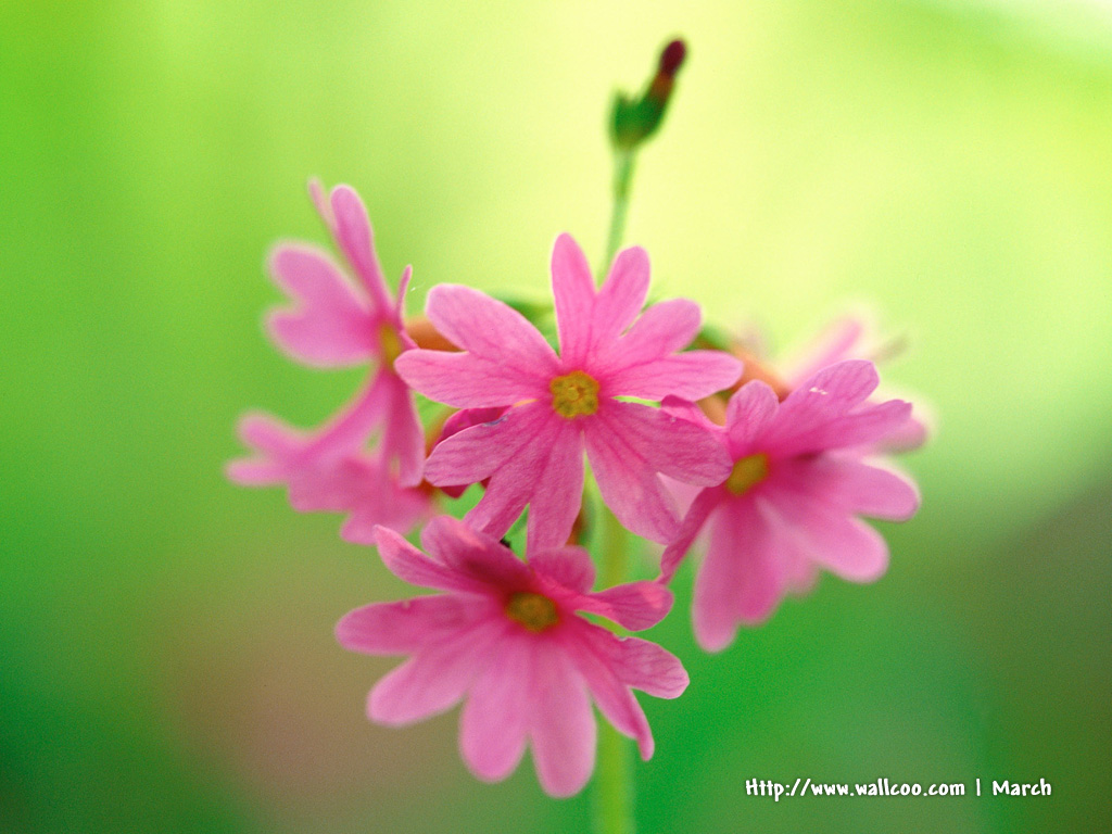 壁纸1024x768 粉红色的花卉图片 pink flower Desktop wallpaper壁纸 春暖花开之 红色系壁纸 春暖花开之 红色系图片 春暖花开之 红色系素材 花卉壁纸 花卉图库 花卉图片素材桌面壁纸