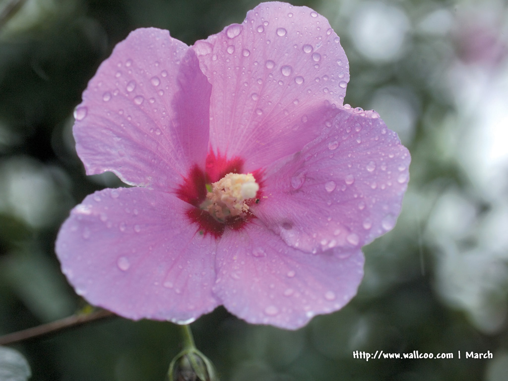 壁纸1024x768 粉红色的花卉图片 pink flower Desktop wallpaper壁纸 春暖花开之 红色系壁纸 春暖花开之 红色系图片 春暖花开之 红色系素材 花卉壁纸 花卉图库 花卉图片素材桌面壁纸