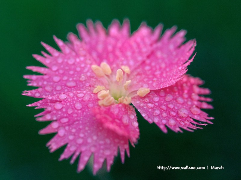 壁纸800x600 粉红色的花卉图片 pink flower Desktop wallpaper壁纸 春暖花开之 红色系壁纸 春暖花开之 红色系图片 春暖花开之 红色系素材 花卉壁纸 花卉图库 花卉图片素材桌面壁纸