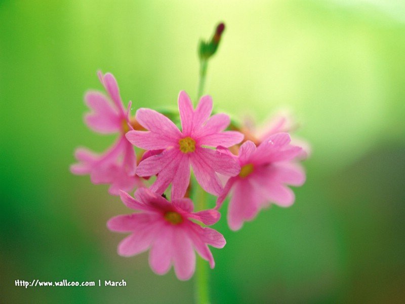 壁纸800x600 粉红色的花卉图片 pink flower Desktop wallpaper壁纸 春暖花开之 红色系壁纸 春暖花开之 红色系图片 春暖花开之 红色系素材 花卉壁纸 花卉图库 花卉图片素材桌面壁纸