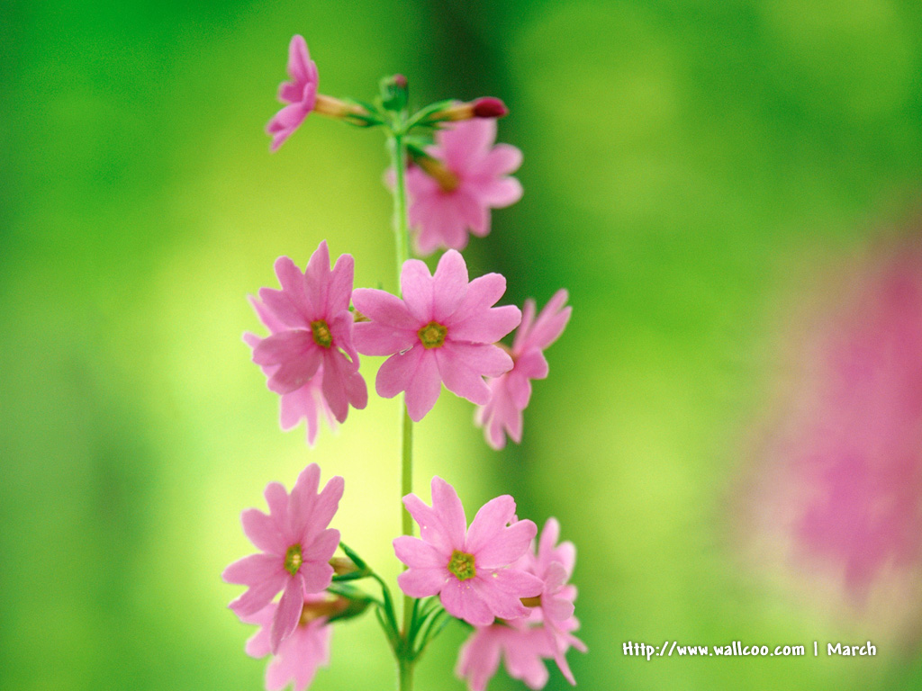 壁纸1024x768 粉红色的花卉图片 pink flower Desktop wallpaper壁纸 春暖花开之 红色系壁纸 春暖花开之 红色系图片 春暖花开之 红色系素材 花卉壁纸 花卉图库 花卉图片素材桌面壁纸