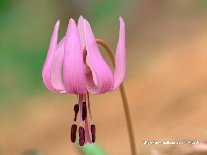 壁纸800x600 粉红色的花卉图片 pink flower Desktop wallpaper壁纸 春暖花开之 红色系壁纸 春暖花开之 红色系图片 春暖花开之 红色系素材 花卉壁纸 花卉图库 花卉图片素材桌面壁纸