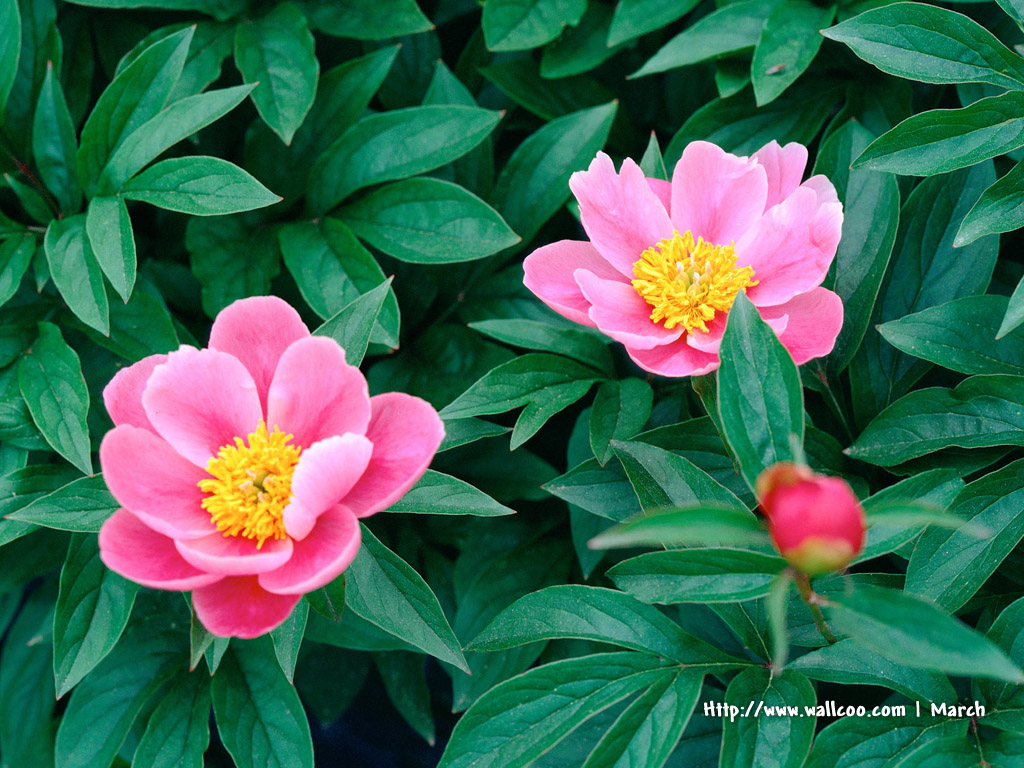 壁纸1024x768 粉红色的花卉图片 pink flower Desktop wallpaper壁纸 春暖花开之 红色系壁纸 春暖花开之 红色系图片 春暖花开之 红色系素材 花卉壁纸 花卉图库 花卉图片素材桌面壁纸