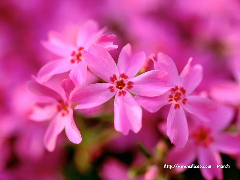 壁纸800x600 粉红色的花卉图片 pink flower Desktop wallpaper壁纸 春暖花开之 红色系壁纸 春暖花开之 红色系图片 春暖花开之 红色系素材 花卉壁纸 花卉图库 花卉图片素材桌面壁纸