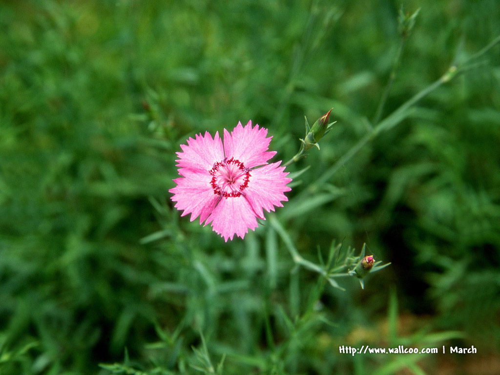 壁纸1024x768 粉红色的花卉图片 pink flower Desktop wallpaper壁纸 春暖花开之 红色系壁纸 春暖花开之 红色系图片 春暖花开之 红色系素材 花卉壁纸 花卉图库 花卉图片素材桌面壁纸