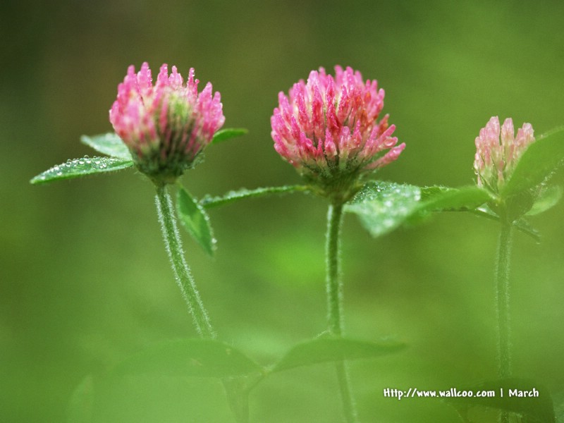 壁纸800x600 粉红色的花卉图片 pink flower Desktop wallpaper壁纸 春暖花开之 红色系壁纸 春暖花开之 红色系图片 春暖花开之 红色系素材 花卉壁纸 花卉图库 花卉图片素材桌面壁纸