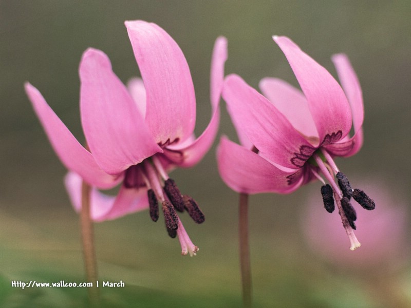 壁纸800x600 粉红色的花卉图片 pink flower Desktop wallpaper壁纸 春暖花开之 红色系壁纸 春暖花开之 红色系图片 春暖花开之 红色系素材 花卉壁纸 花卉图库 花卉图片素材桌面壁纸