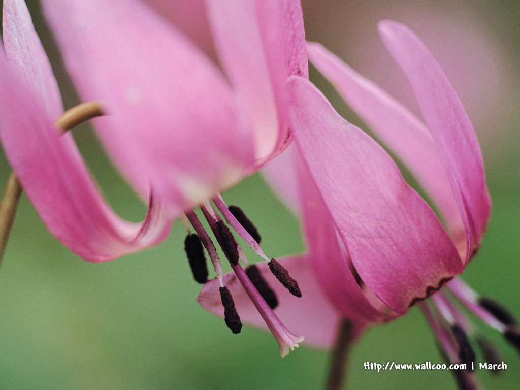 壁纸1024x768 粉红色的花卉图片 pink flower Desktop wallpaper壁纸 春暖花开之 红色系壁纸 春暖花开之 红色系图片 春暖花开之 红色系素材 花卉壁纸 花卉图库 花卉图片素材桌面壁纸