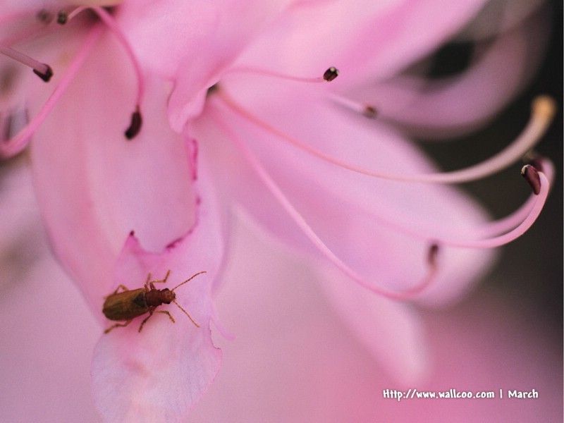 壁纸800x600 粉红色的花卉图片 pink flower Desktop wallpaper壁纸 春暖花开之 红色系壁纸 春暖花开之 红色系图片 春暖花开之 红色系素材 花卉壁纸 花卉图库 花卉图片素材桌面壁纸