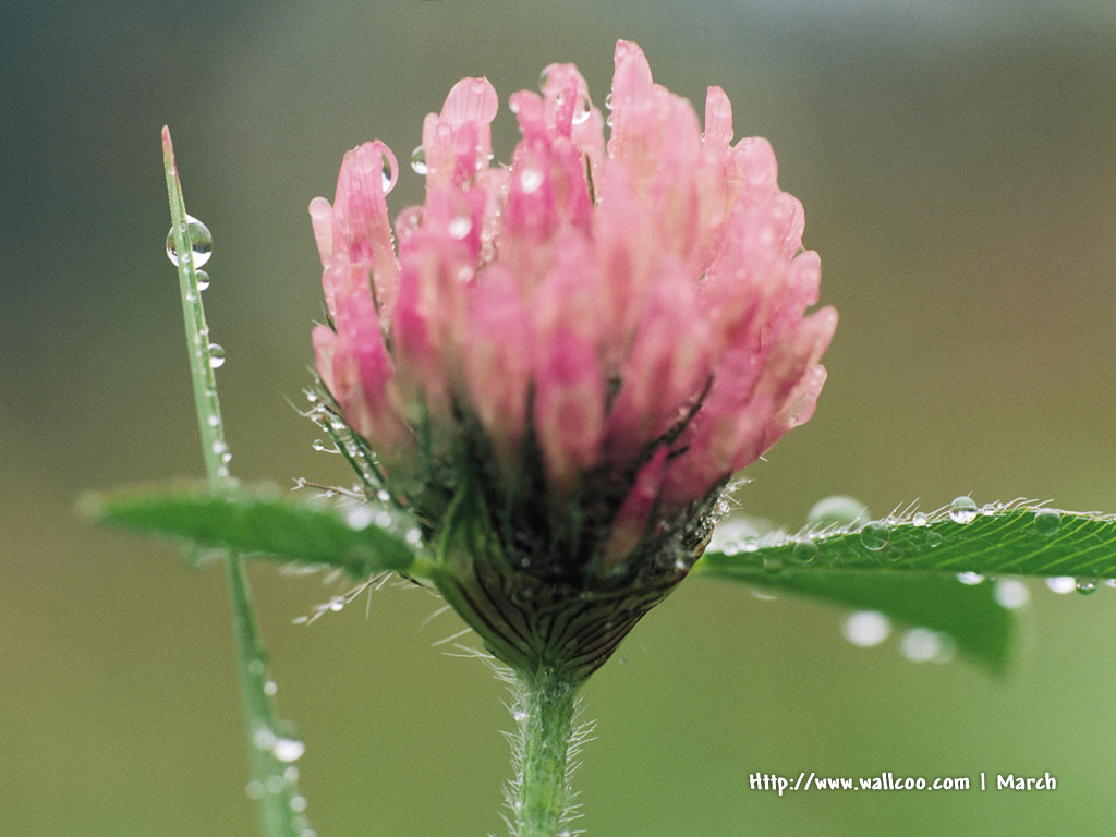 壁纸1024x768 粉红色的花卉图片 pink flower Desktop wallpaper壁纸 春暖花开之 红色系壁纸 春暖花开之 红色系图片 春暖花开之 红色系素材 花卉壁纸 花卉图库 花卉图片素材桌面壁纸