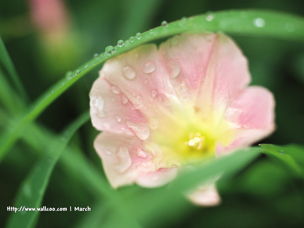 壁纸1024x768 粉红色的花卉图片 pink flower Desktop wallpaper壁纸 春暖花开之 红色系壁纸 春暖花开之 红色系图片 春暖花开之 红色系素材 花卉壁纸 花卉图库 花卉图片素材桌面壁纸