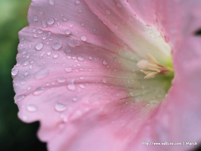 壁纸800x600 粉红色的花卉图片 pink flower Desktop wallpaper壁纸 春暖花开之 红色系壁纸 春暖花开之 红色系图片 春暖花开之 红色系素材 花卉壁纸 花卉图库 花卉图片素材桌面壁纸