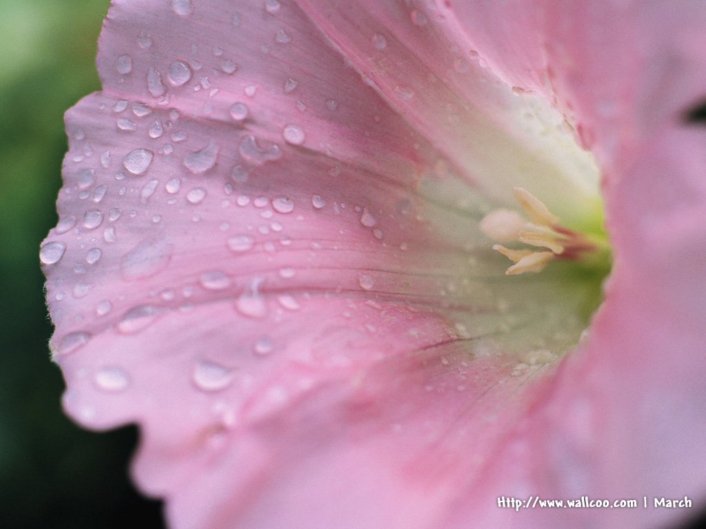 壁纸1024x768 粉红色的花卉图片 pink flower Desktop wallpaper壁纸 春暖花开之 红色系壁纸 春暖花开之 红色系图片 春暖花开之 红色系素材 花卉壁纸 花卉图库 花卉图片素材桌面壁纸