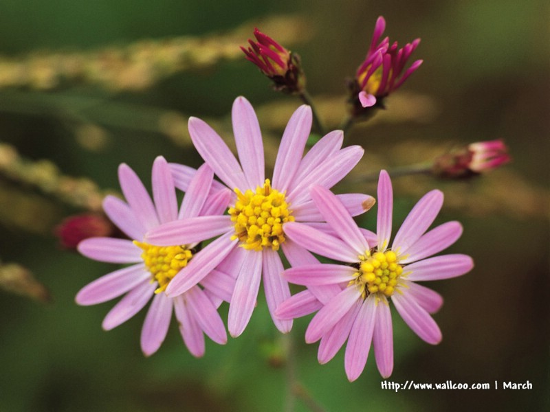 壁纸800x600 粉红色的花卉图片 pink flower Desktop wallpaper壁纸 春暖花开之 红色系壁纸 春暖花开之 红色系图片 春暖花开之 红色系素材 花卉壁纸 花卉图库 花卉图片素材桌面壁纸