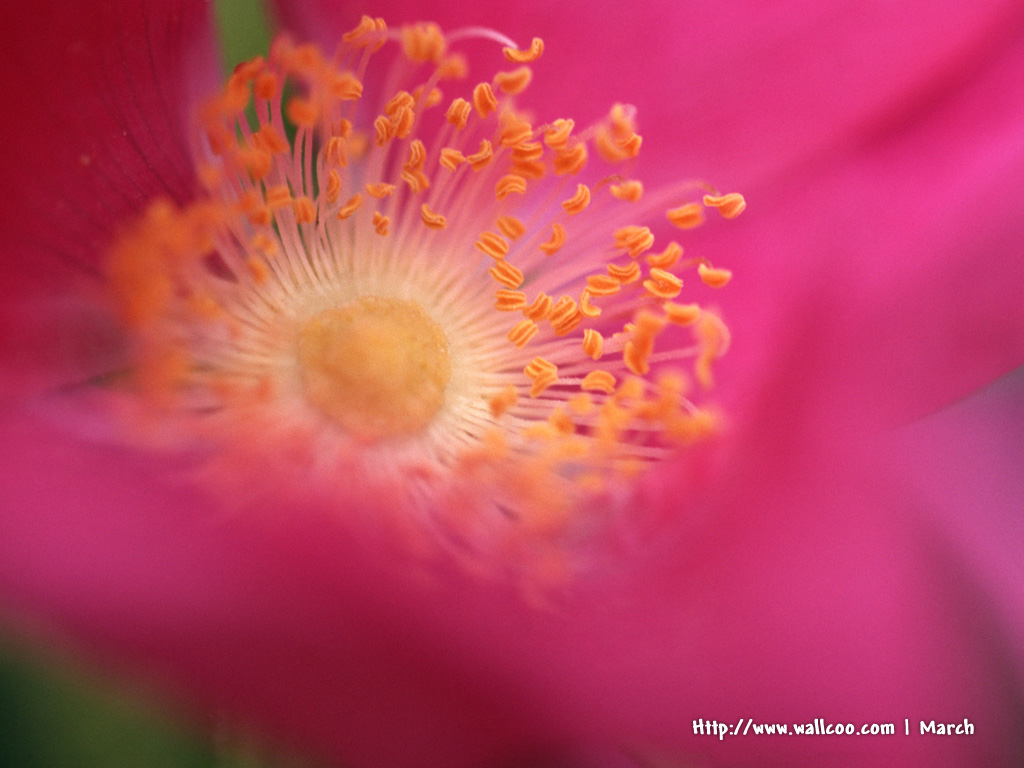 壁纸1024x768 粉红色的花卉图片 pink flower Desktop wallpaper壁纸 春暖花开之 红色系壁纸 春暖花开之 红色系图片 春暖花开之 红色系素材 花卉壁纸 花卉图库 花卉图片素材桌面壁纸